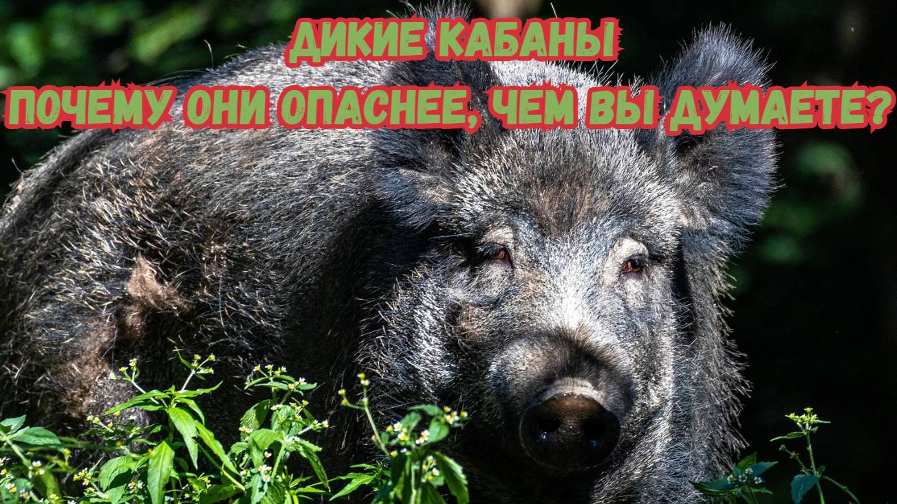 Дикие кабаны: Почему они опаснее, чем вы думаете?