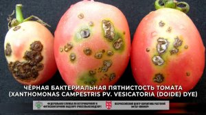 Чёрная бактериальная пятнистость томата (Xanthomonas campestris pv. vesicatoria (Doide) Dye)