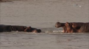 Гангстеры дикой природы 1 серия «Банды бегемотов» (документальный сериал, 2014)