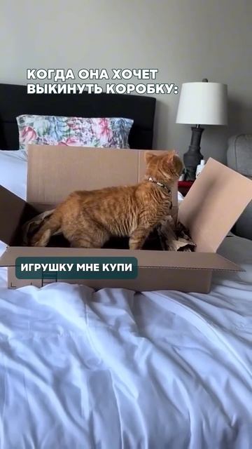 приколы прикол