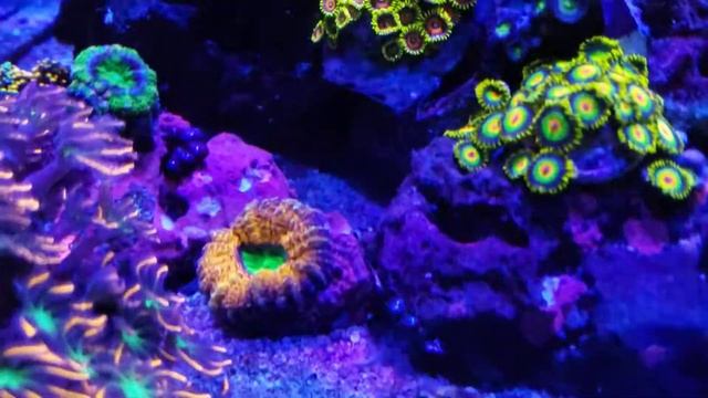 Innovative Marine Nuvo 10 late night blues смотреть онлайн