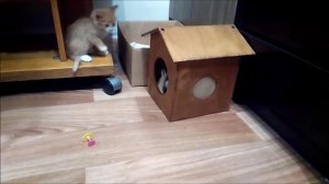 Котятам 35 дней. Котята резвятся. Три котенка