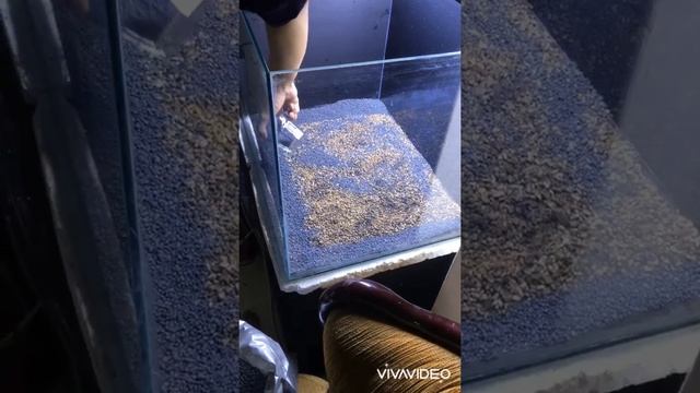 Planted Tank scape - The General Substrate/Aqua Soil Placing смотреть онлайн