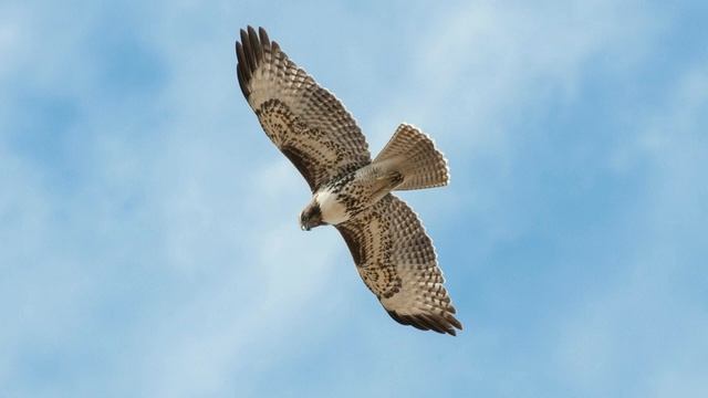 Покров Этно - Традо Истра Весе Ярга Ладодея смотреть онлайн