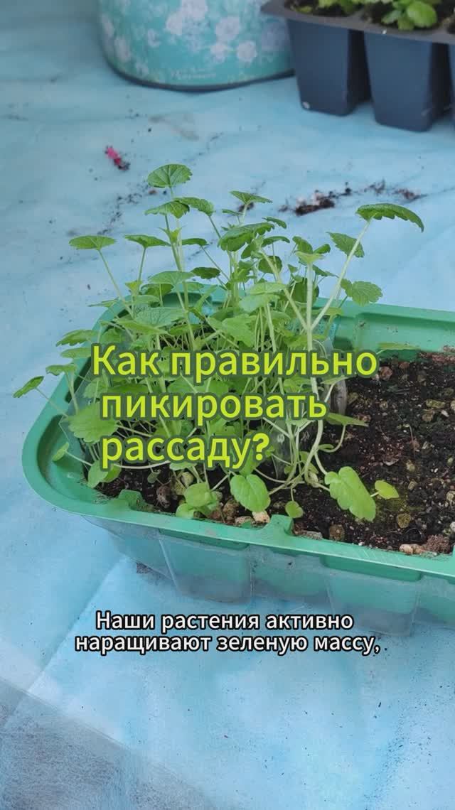 Как правильно пикировать рассаду #рассада #shorts