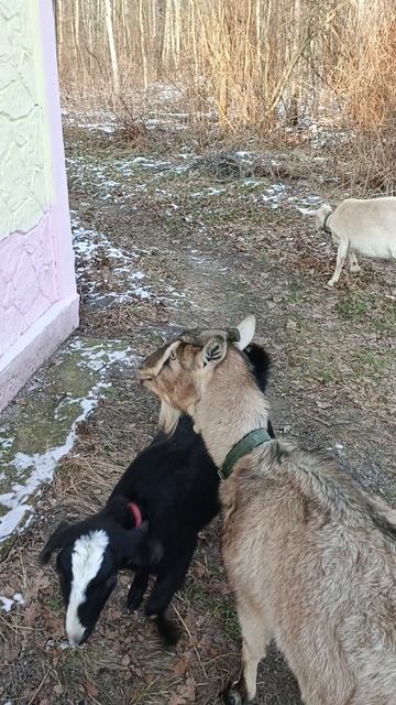 Наша Любаша большая задира!