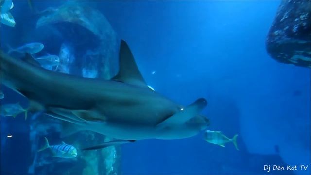 London Aquarium - SHARK