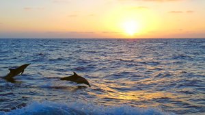 Fleurie, Tommee Profitt, Mellen Gi - In The End (Mellen Gi Remix)