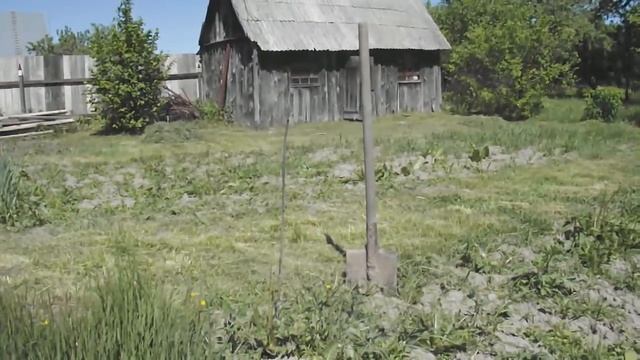 Сохранение посевного картофеля на дачном участке смотреть онлайн