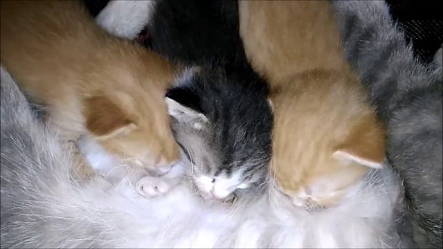 Котятам 20 дней. Кошка с котятами