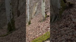 Поход на Медвежьи и Волчьи ворота