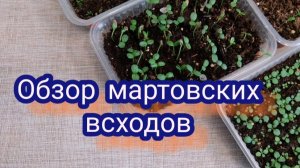 Обзор мартовских всходов. Всхожесть и рост сеянцев.