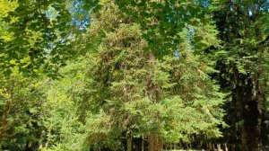 Река Большая Лаба ч.1