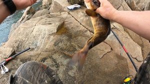 Морской окунь