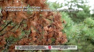 Смоляной рак сосны (Fusarium circinatum Nirenberg & O'Donnell)