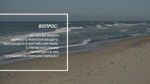 День Балтийского моря