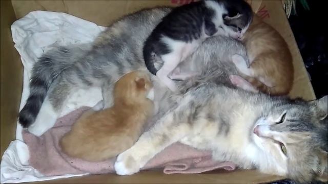 Котятам 13 дней. Кошка с котятами