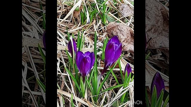 21-03-2025 утренняя прогулка по городу