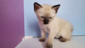 Меконгские бобтейлы, котята