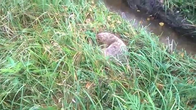 Шёл охотился , разбудил енота Извинился пошёл дальше смотреть онлайн