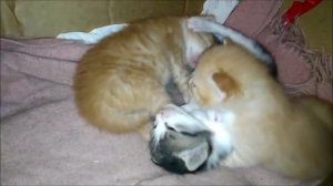 Котятам 18 дней. Кошка с котятами