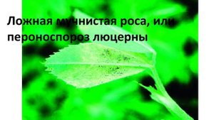 люцерна  и её болезни