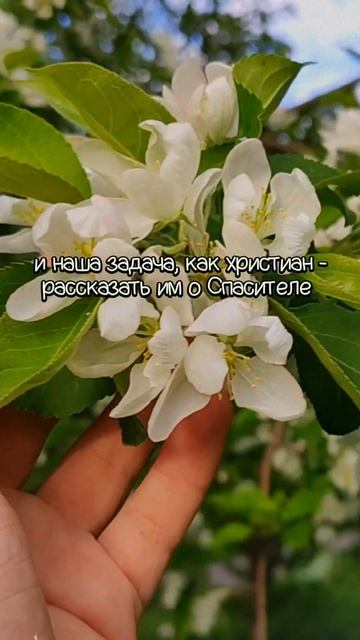 Поделись Радостной вестью сегодня #христианскийблог#христианка#церковь#богестьлюбовь#иисусхристос