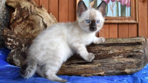 Снежный солид линкс котенок