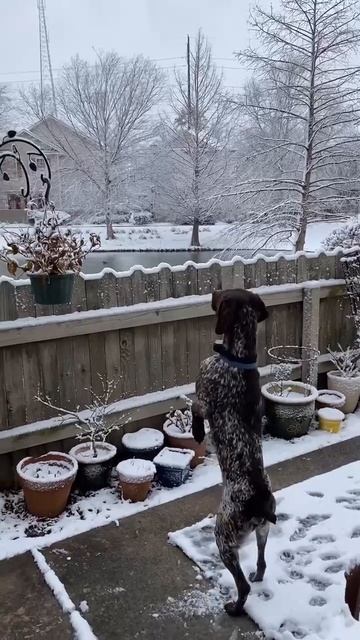 Когда охота пуще неволи!🐦🐕🎯