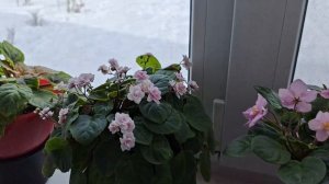 Сортовые трейлерные ФИАЛКИ из моей коллекции за 21.03.25г