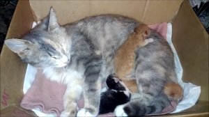 Котятам 3 дня. Кошка с котятами