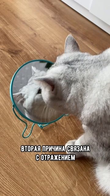 Почему кот царапает зеркало коты кошка shorts