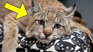 19-Летняя Рысь Встретила Хозяина, Которого Не Видела 7 Лет. Посмотрите На Его Реакцию!