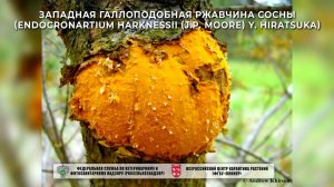 Западная галлоподобная ржавчина сосны (Endocronartium harknessii (J.P. Moore) Y. Hiratsuka)