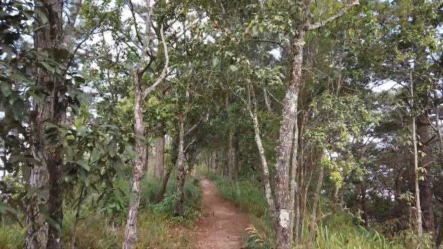walking the most popular part of the doi pui ridge trail 300 meters