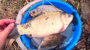 ОГРОМНЫЕ КАРАСИ С ВЕДРО В БОЛОТЕ! ЛОВЛЯ КРУПНОГО КАРАСЯ НА ДОНКИ. РЫБАЛКА НА КАРАСЯ В МАРТЕ.