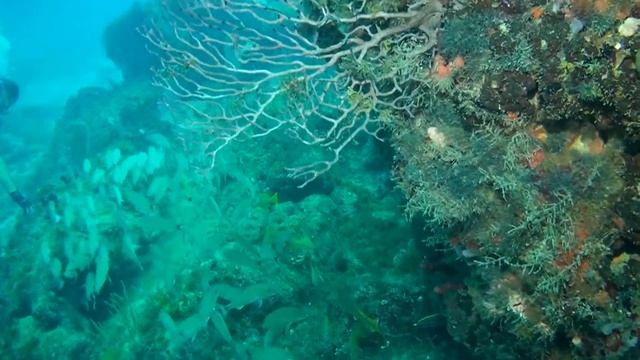 07062018 Jupiter Dive 1 смотреть онлайн