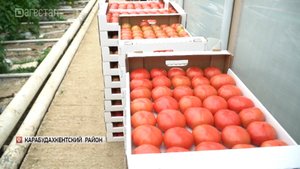 В тепличных хозяйствах Дагестана в разгаре сезон сбора розовых томатов