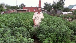 Выращивание смородины