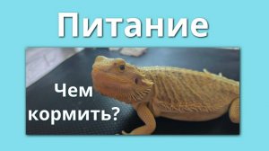 Чем питаются бородатые агамы