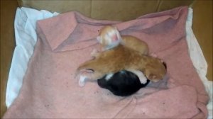 Котятам 5 дней. Кошка с котятами