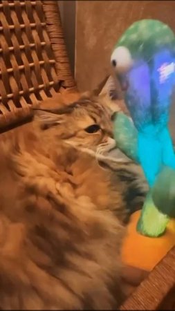 Котик.