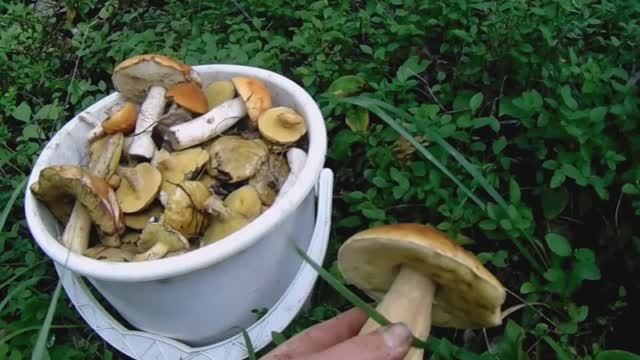 Тихая охота в лесу в августе за Маслятами, Красноголовиками, Обабками, Белыми грибами.