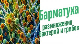 Размножение бактерий и грибов.