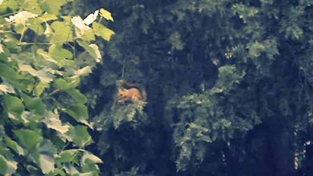 А у нас во дворе... Рыжая белка кушает кипарисную шишку :) смотреть онлайн