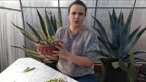 №62 Почему у эониумов осыпаются листья