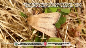 Средиземноморская кукурузная совка (Sesamia nonagrioides (Lefebvre, 1827))