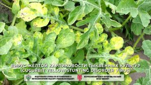 Вирус жёлтой карликовости тыквенных культур (Cucurbit yellow stunting disorder virus)
