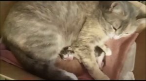 Котятам 6 дней. Кошка с котятами