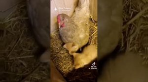 Братья наши меньшие